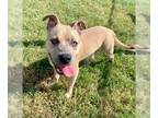 Staffordshire Bull Terrier Mix DOG FOR ADOPTION RGADN-1352403 - JUSTIN -