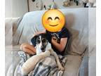 Beagle Mix DOG FOR ADOPTION RGADN-1352425 - Cooper - Beagle / Mixed Dog For