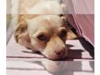 Dachshund-Spaniel Mix DOG FOR ADOPTION RGADN-1352446 - Cali #1363 - Spaniel /