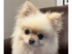 Pomeranian DOG FOR ADOPTION RGADN-1352459 - Jacey - Pomeranian Dog For Adoption