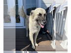 Great Pyrenees Mix DOG FOR ADOPTION RGADN-1352462 - Meredith - Great Pyrenees /