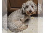 Shih-Poo DOG FOR ADOPTION RGADN-1352470 - Benji - Shih Tzu / Poodle (Miniature)