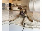 Rhodesian Ridgeback Mix DOG FOR ADOPTION RGADN-1352476 - COURTESY POST: Pibe -