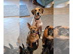 Great Dane-Pointer Mix DOG FOR ADOPTION RGADN-1352489 - Mary Lou - Great Dane /