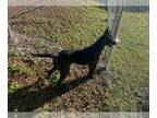 Mix DOG FOR ADOPTION RGADN-1352524 - MYLA - Dutch Shepherd (medium coat) Dog