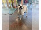 Labrador Retriever DOG FOR ADOPTION RGADN-1352530 - MOCHA - Labrador Retriever