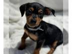 Chipin DOG FOR ADOPTION RGADN-1352541 - Gerek (Fencing Pup) - Miniature Pinscher