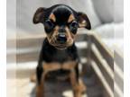 Muggin DOG FOR ADOPTION RGADN-1352542 - Lee (Fencing Pup) - Miniature Pinscher /