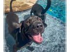 Chinese Shar-Pei-Labrador Retriever Mix DOG FOR ADOPTION RGADN-1352612 - Cricket