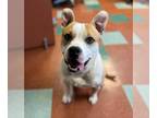 American Pit Bull Terrier Mix DOG FOR ADOPTION RGADN-1352639 - TYRONE - Pit Bull