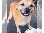 Black Mouth Cur Mix DOG FOR ADOPTION RGADN-1352661 - Vee - Shepherd / Black