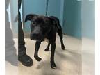 American Pit Bull Terrier Mix DOG FOR ADOPTION RGADN-1352663 - JAZZ - Pit Bull