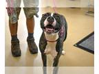 American Pit Bull Terrier Mix DOG FOR ADOPTION RGADN-1352678 - RHEA - Pit Bull