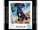 Boxador DOG FOR ADOPTION RGADN-1352753 - Mystical (The Enchanted Six) 081024 -