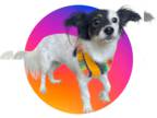 Papillon Mix DOG FOR ADOPTION RGADN-1352759 - URSULA - Papillon / Mixed Dog For