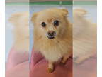 Pomeranian DOG FOR ADOPTION RGADN-1352768 - Seraphina - Pomeranian Dog For