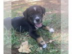 Rottweiler Mix DOG FOR ADOPTION RGADN-1352772 - Knox - Terrier / Rottweiler /
