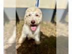 Sheepadoodle DOG FOR ADOPTION RGADN-1352792 - Tate Aug 24 - Old English Sheepdog