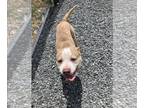 American Pit Bull Terrier Mix DOG FOR ADOPTION RGADN-1352800 - George - Pit Bull