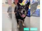 American Pit Bull Terrier-Huskies Mix DOG FOR ADOPTION RGADN-1352830 - Teddy -