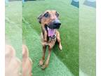 Black Mouth Cur Mix DOG FOR ADOPTION RGADN-1352878 - Lucy - Black Mouth Cur /