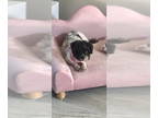 ShihPoo DOG FOR ADOPTION RGADN-1352894 - Olivia - Shih Tzu / Poodle (Toy) /
