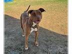 American Staffordshire Terrier DOG FOR ADOPTION RGADN-1352902 - *BROWNY -