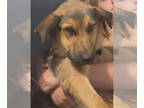Shepradors DOG FOR ADOPTION RGADN-1352916 - Newman - German Shepherd Dog /