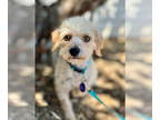 Poodle (Miniature) DOG FOR ADOPTION RGADN-1352918 - *Dew WEATHER - Poodle