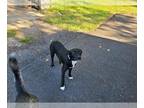 Shepradors DOG FOR ADOPTION RGADN-1352921 - LUCKY - Labrador Retriever / German