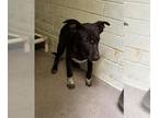Shollie DOG FOR ADOPTION RGADN-1352970 - BLACKIE - German Shepherd Dog / Border