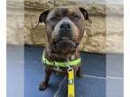 Rottweiler-American Pit Bull Terrier DOG FOR ADOPTION RGADN-1352977 - BUSCOE -