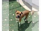 Boxer DOG FOR ADOPTION RGADN-1352980 - STELLA - Boxer (medium coat) Dog For