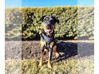 Rottweiler Mix DOG FOR ADOPTION RGADN-1352987 - Titan - Rottweiler / Mixed Dog