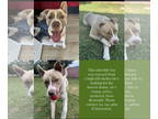 Siberian Husky DOG FOR ADOPTION RGADN-1353025 - Lucas - Siberian Husky /