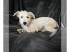 Norfolk Terrier-Poodle (Toy) Mix DOG FOR ADOPTION RGADN-1353035 - Sweet Lil