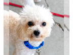 Poochon DOG FOR ADOPTION RGADN-1353055 - Azul - Bichon Frise / Poodle