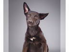 Border-Aussie DOG FOR ADOPTION RGADN-1353060 - Pesto - Australian Shepherd /