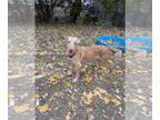 Golden Retriever Mix DOG FOR ADOPTION RGADN-1353078 - Strudel - Golden Retriever