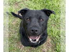 Chow Chow-Labrador Retriever Mix DOG FOR ADOPTION RGADN-1353079 - Alfalfa -