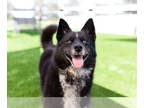 Pomsky DOG FOR ADOPTION RGADN-1353080 - Zuri Ski - Pomeranian / Siberian Husky /