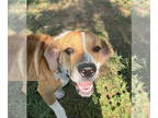 Beagle Mix DOG FOR ADOPTION RGADN-1353128 - Willy - Beagle / Mixed (short coat)