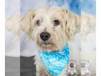 Poodle (Miniature) Mix DOG FOR ADOPTION RGADN-1353130 - Herman - Poodle