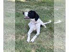 English Coonhound-Pointer Mix DOG FOR ADOPTION RGADN-1353132 - Lady Oakley -