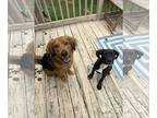 Boxer Mix DOG FOR ADOPTION RGADN-1353170 - Tinta - Boxer / Mixed Dog For