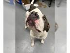 American Pit Bull Terrier DOG FOR ADOPTION RGADN-1353176 - SHELIA - Pit Bull
