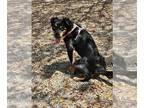 Border Collie DOG FOR ADOPTION RGADN-1353184 - SOMBRA - Border Collie (medium