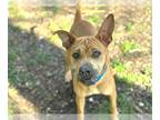 Chinese Shar-Pei Mix DOG FOR ADOPTION RGADN-1353205 - ARIETTA - Chinese Shar-Pei