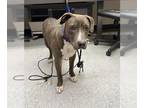 American Pit Bull Terrier DOG FOR ADOPTION RGADN-1353216 - *JAMES - Pit Bull