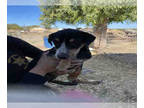Australian Cattle Dog Mix DOG FOR ADOPTION RGADN-1353221 - A133524 - Queensland